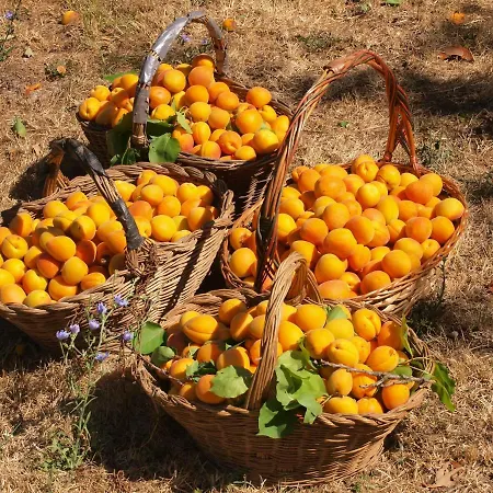 Séjour à la ferme La Roverella